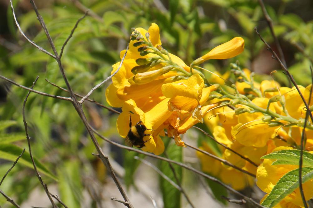 zangão nas flores amarelas