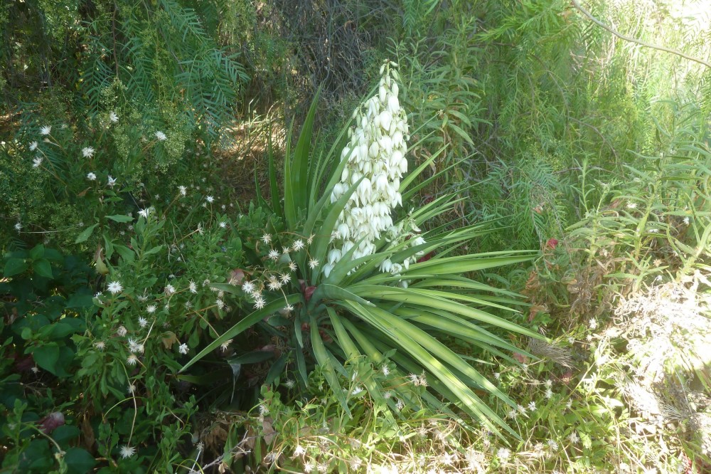 yucca filamentosa