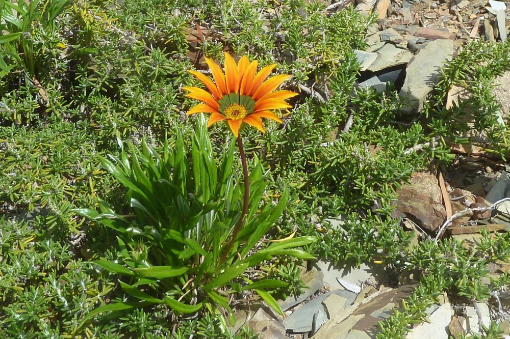 flor de Gazania