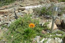 flor de Gazania